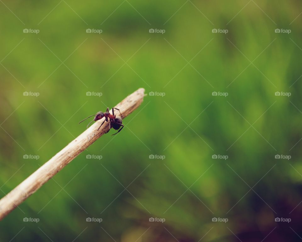 Little ant