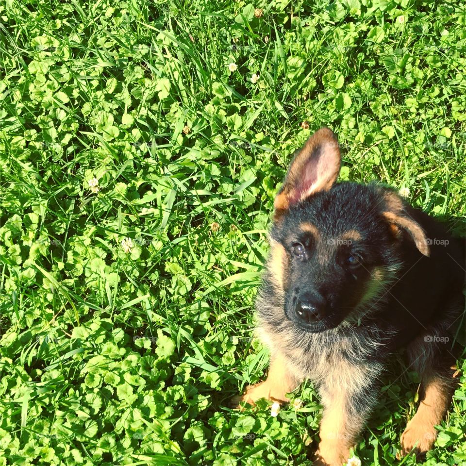 Cute German Shepard puppy