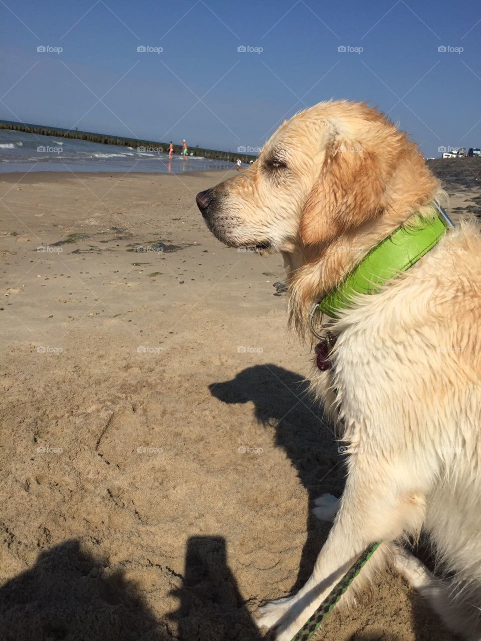 Nasser Hund beobachtet das Meer