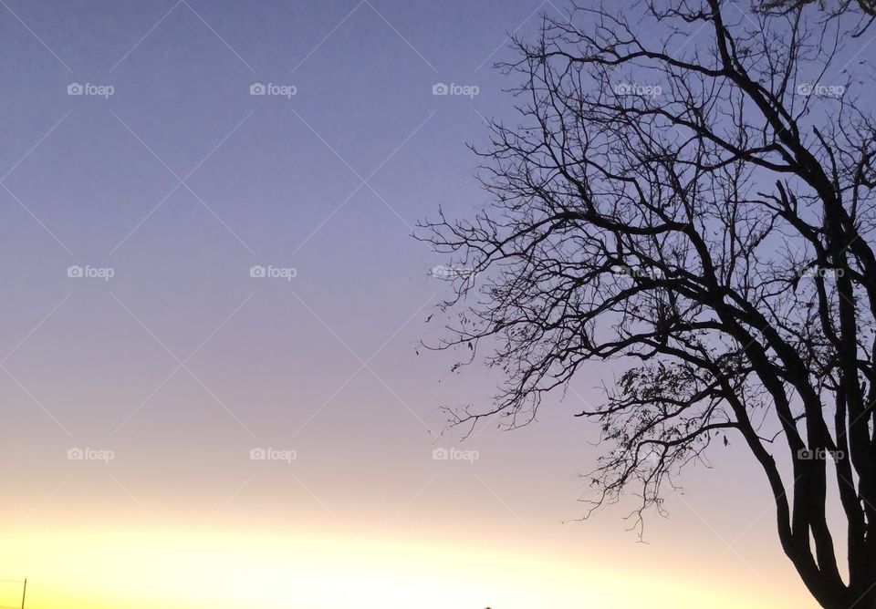 Sunset sky tree branch 
