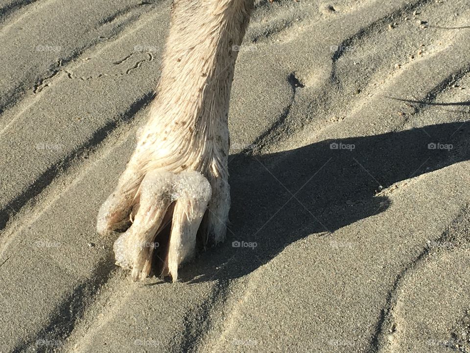 Dog paw on sand at beach