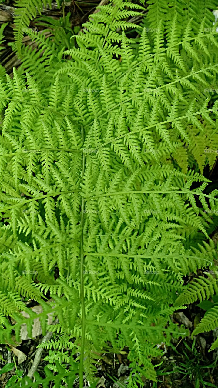 Fern Athyrium alpestre (Hoppe) Clairv.