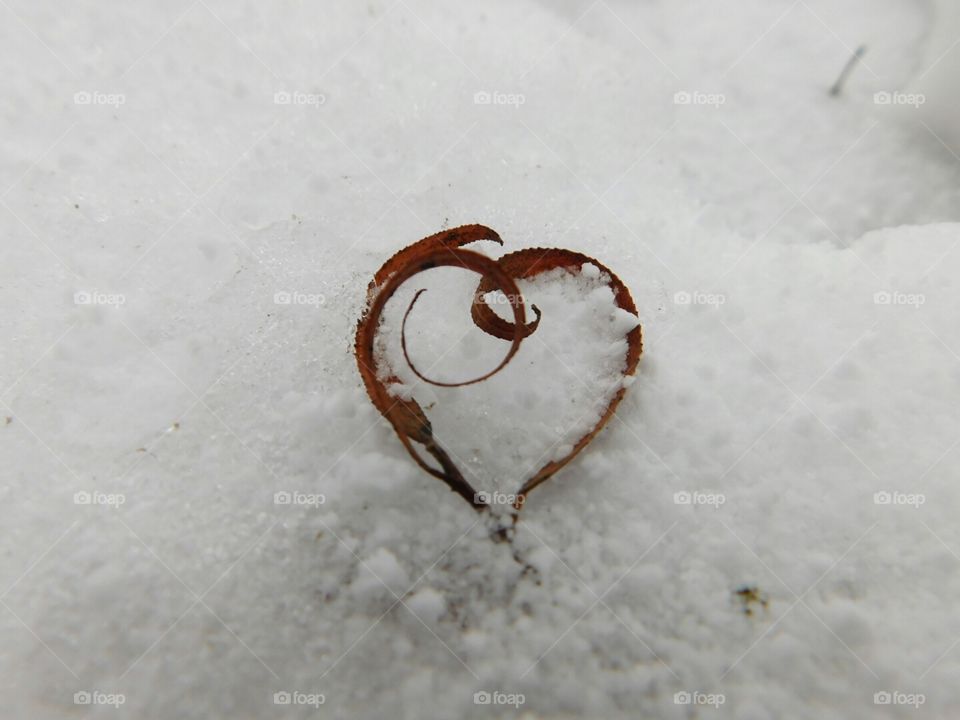 heart in the snow. found this heart shaped of leaves on a hike
