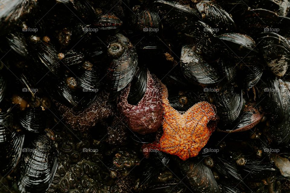 Tide Pool Treasures