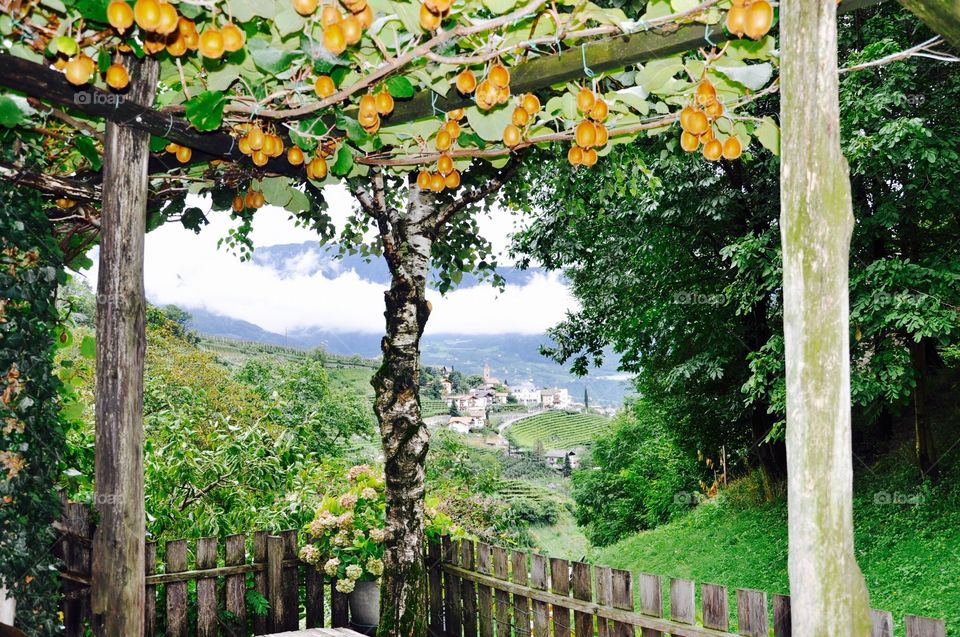 Fruit trees in Italy 