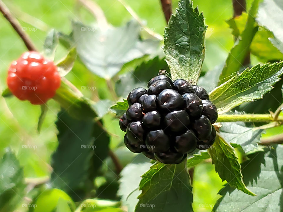 One ripe blackberry with one unripe blackberry in the background.