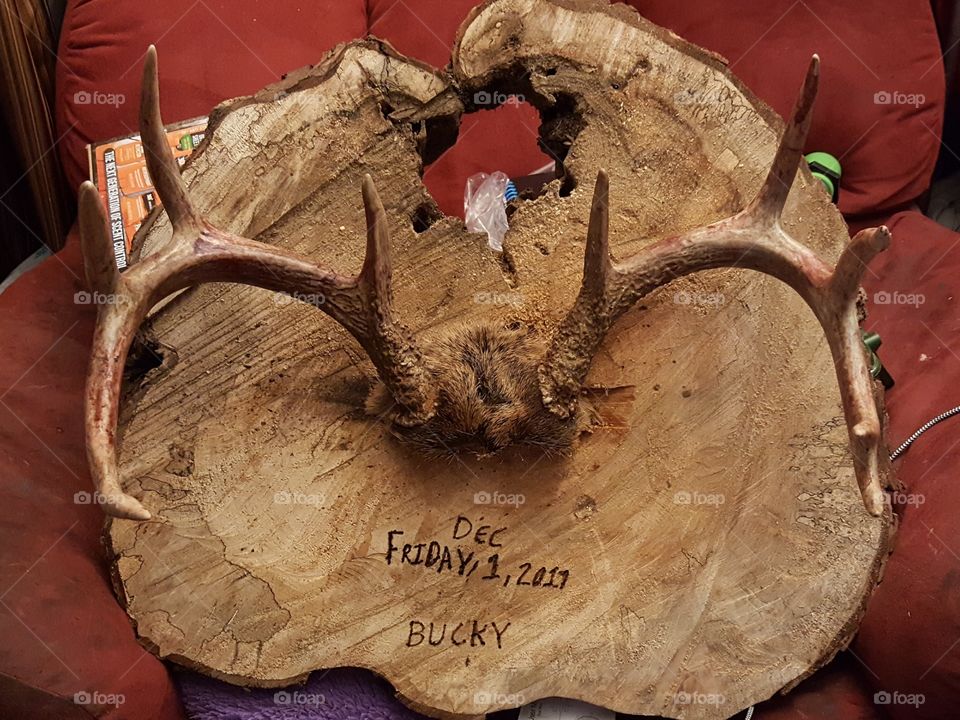 mounted antler plaque