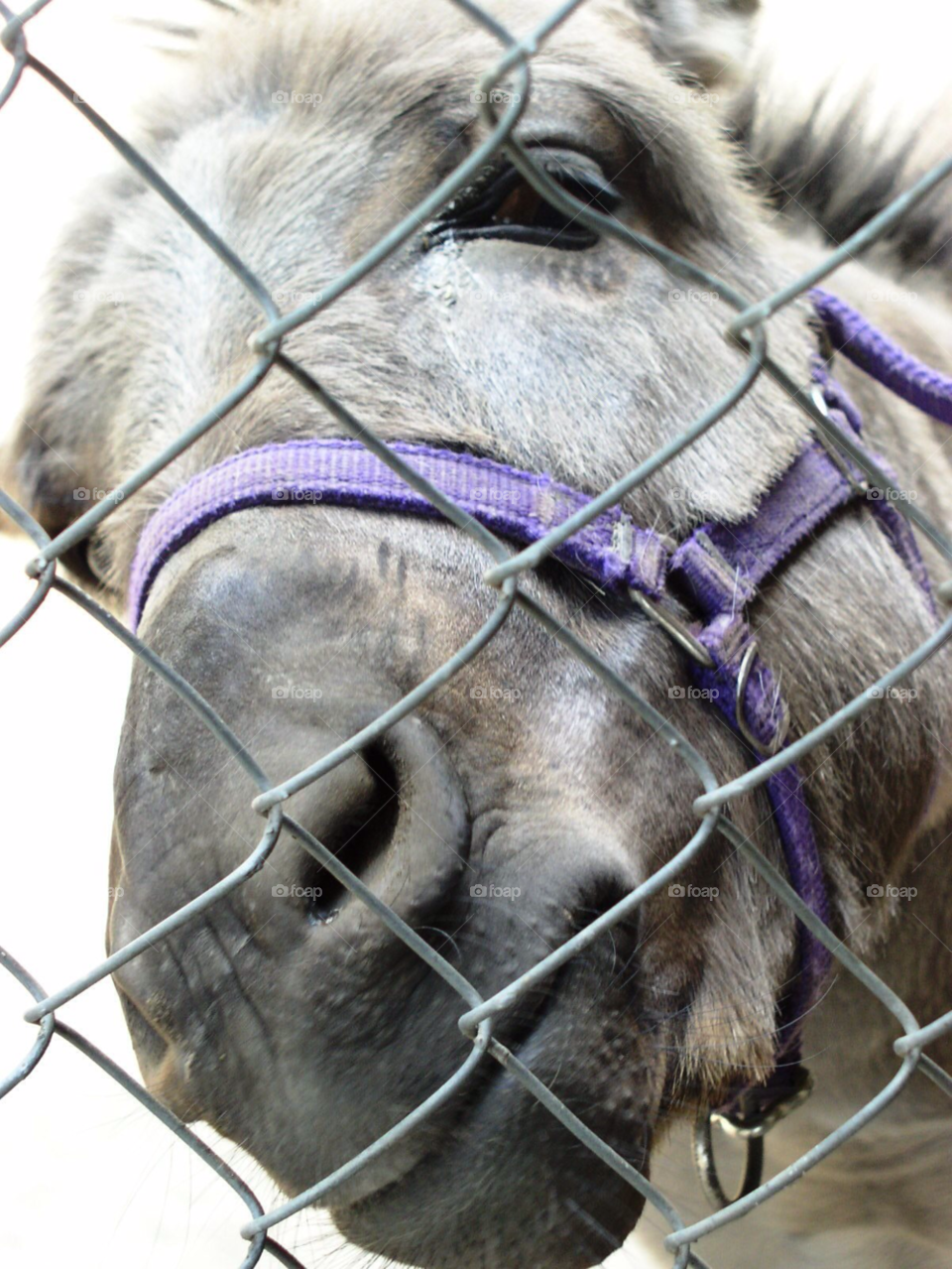 fence mule by refocusphoto