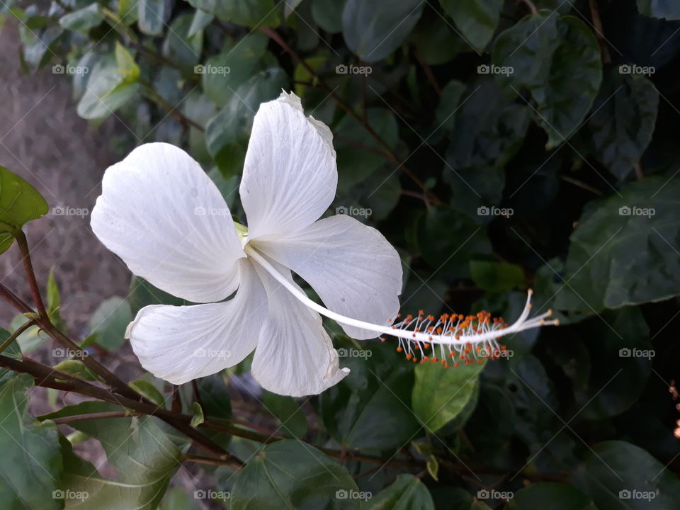 Flower in white colour with a very long petal containing orange parts and green leaves at the background.