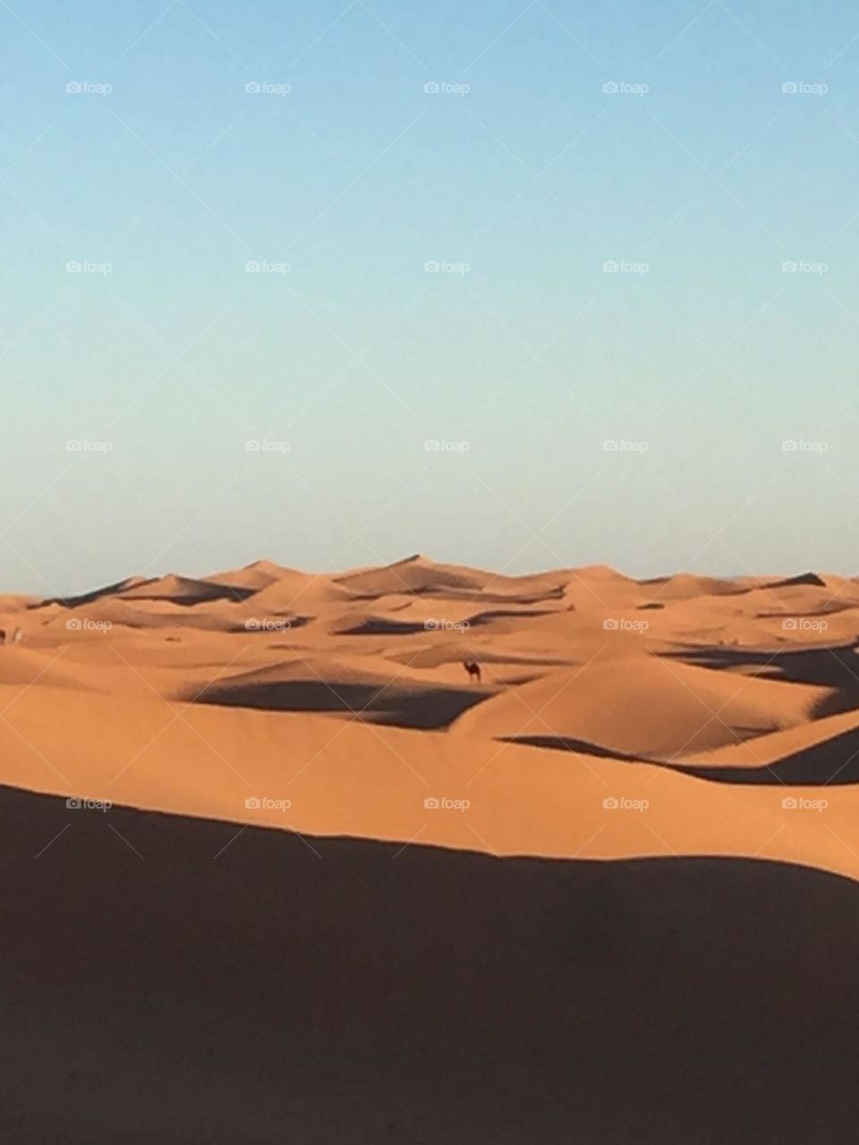 camel in desert