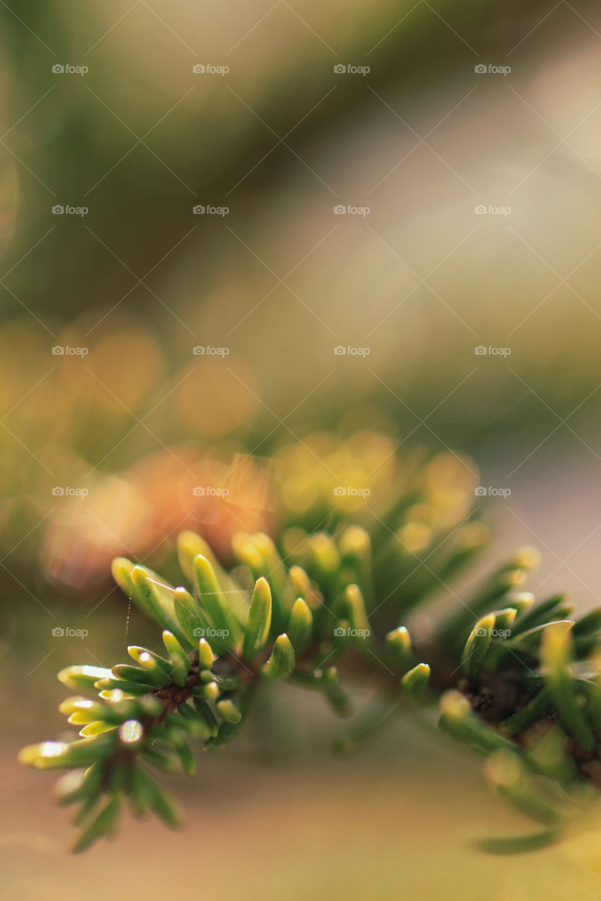 Macro photograph of pine tips