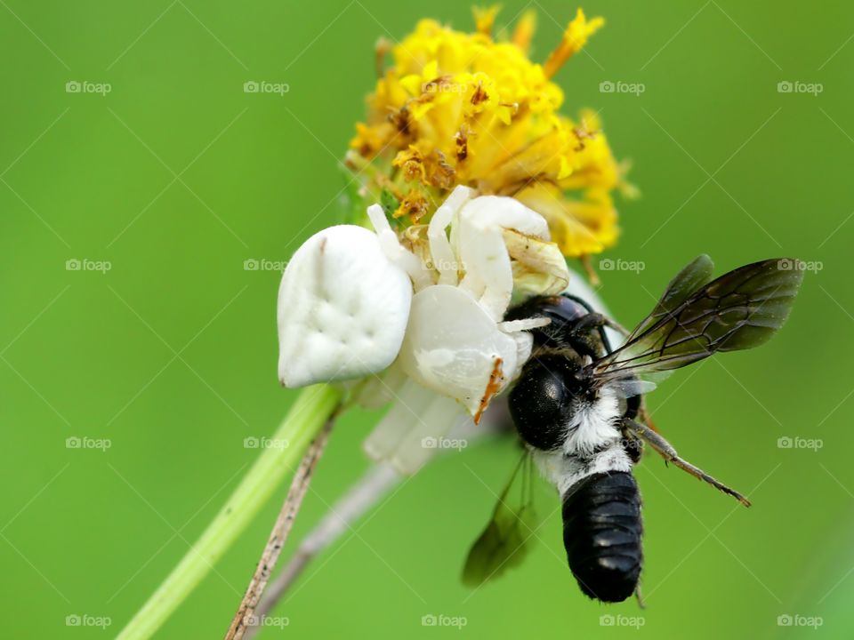 White Crab Spider
Bee For Breakfast