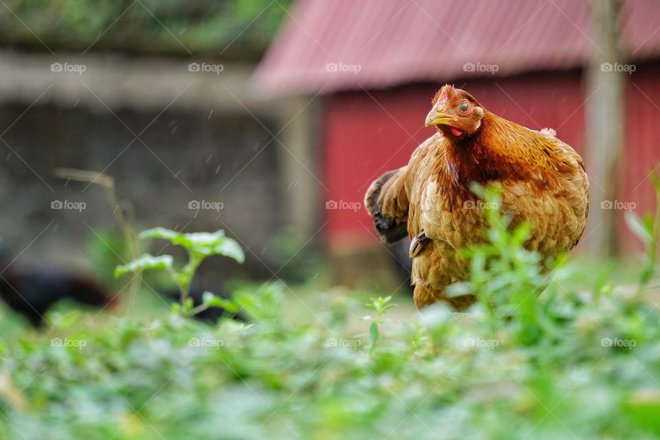 Native chicken