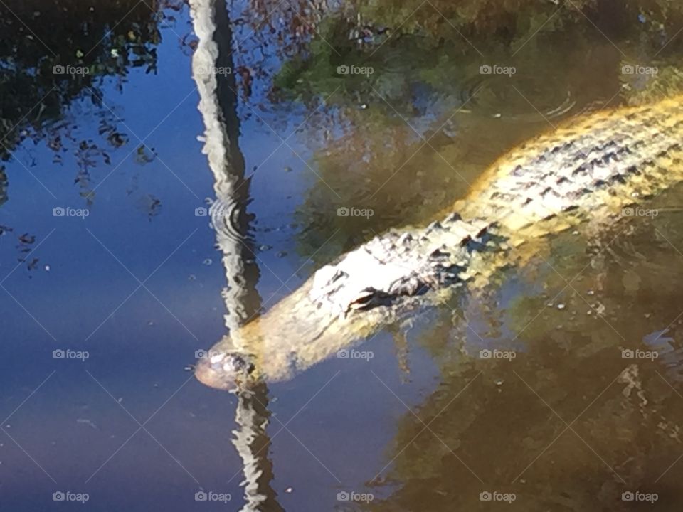 Mississippi Alligator