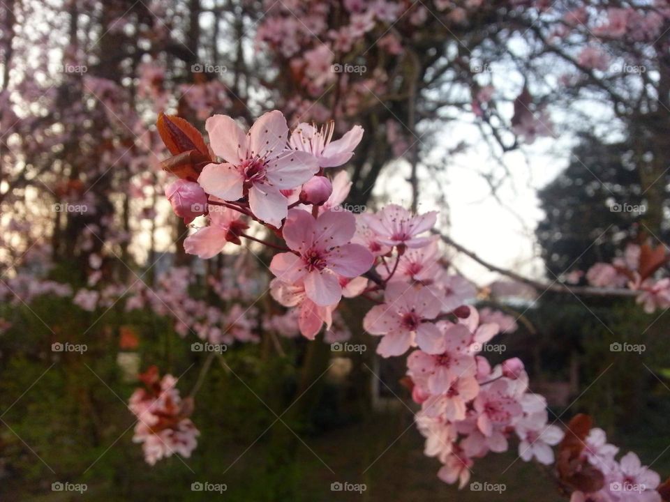 A portrait of pink japanese blossom flowers on a branch of a tree during sunset.