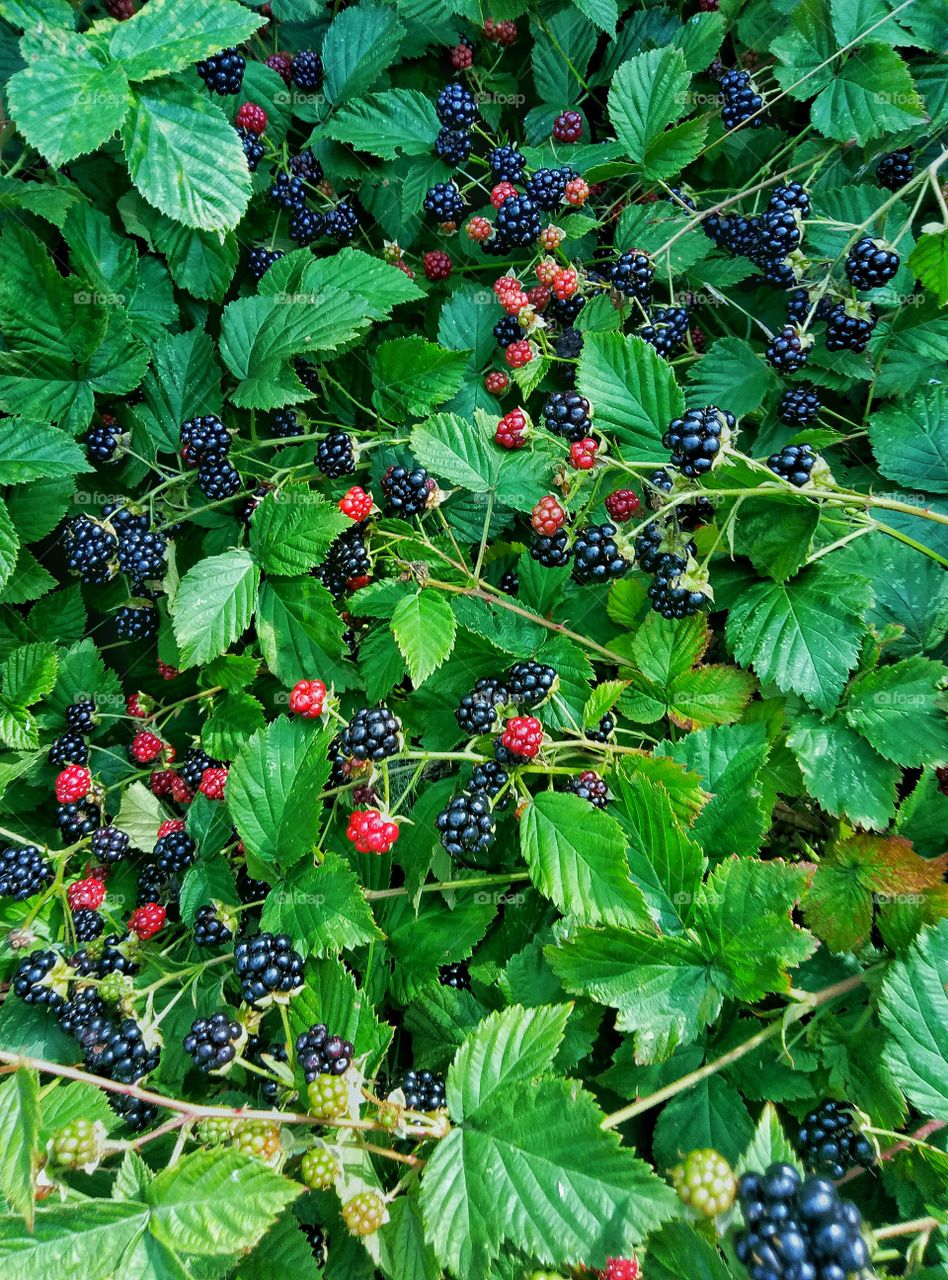 Real blackberry, berry