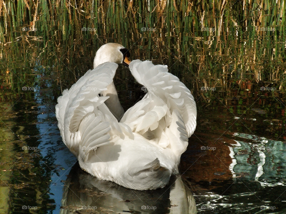white swan river bird by SirBluto