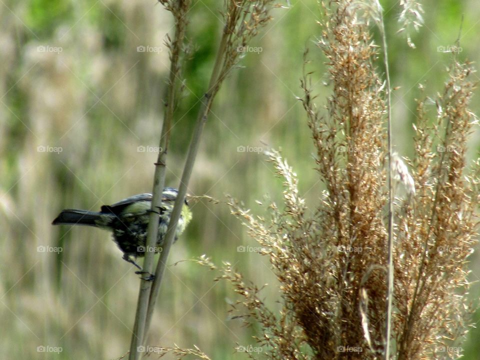 Blue tit perched on long grass