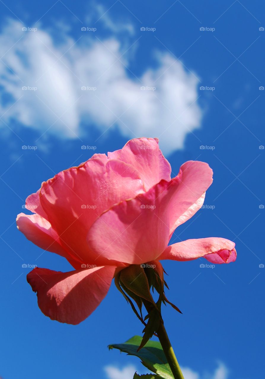 Close-up of pink rose against sky