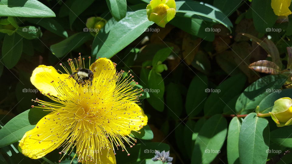 getting that pollen