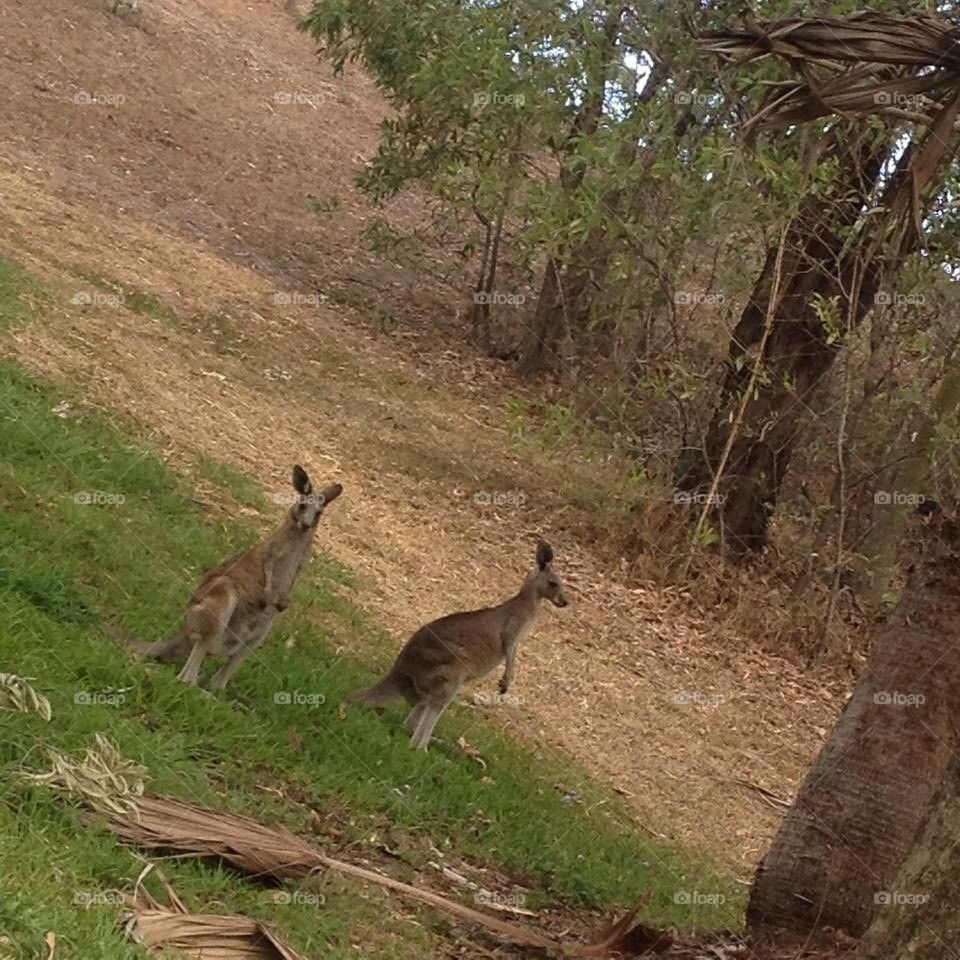 Kangaroos in the yard