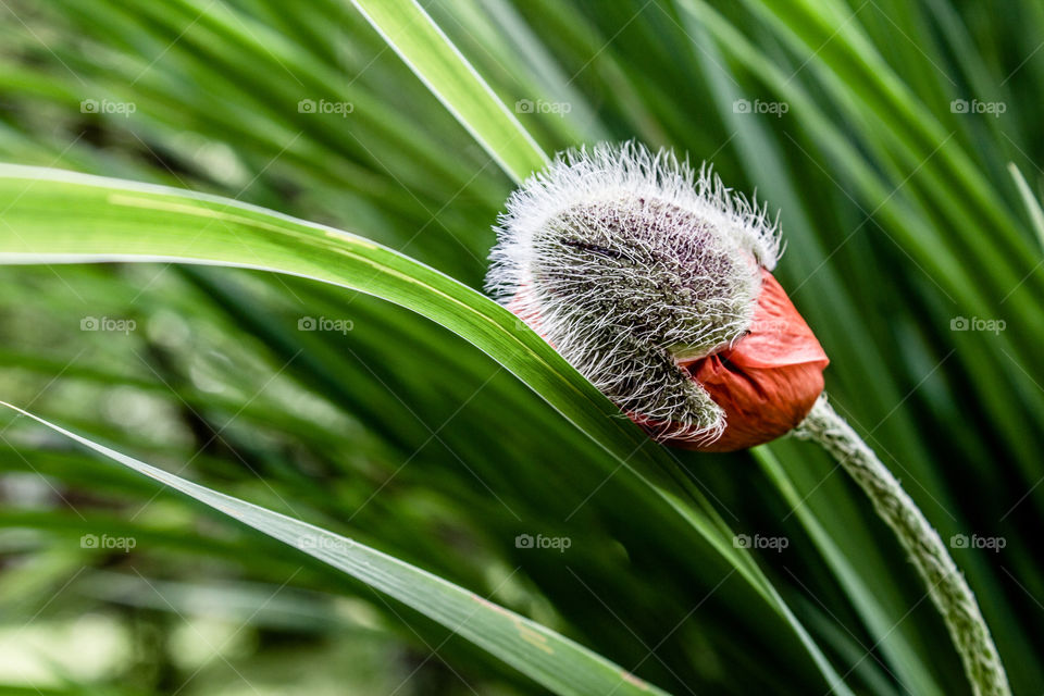 Close-up of bud