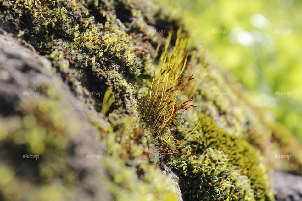 seedling  🌱 sprouts springing forth from the surface of a rock in a nature Park in Roseville California.