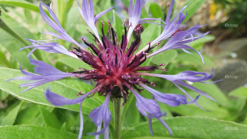 Blue flower close-up