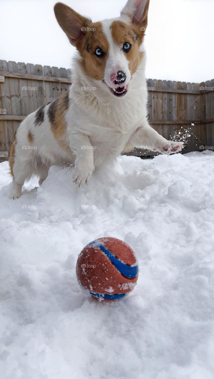 Phone photo photography amateur corgi dog puppy Wood fence happy smiling pet canine playing playtime action shot snow ball good vibes fun cute animal cold weather cloudy snowy snowfall winter outside ball toy blue eyes fur baby