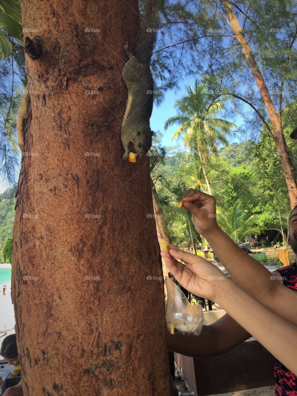 Feeding the squirrel