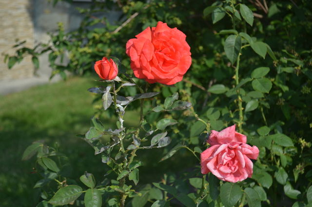 Roses