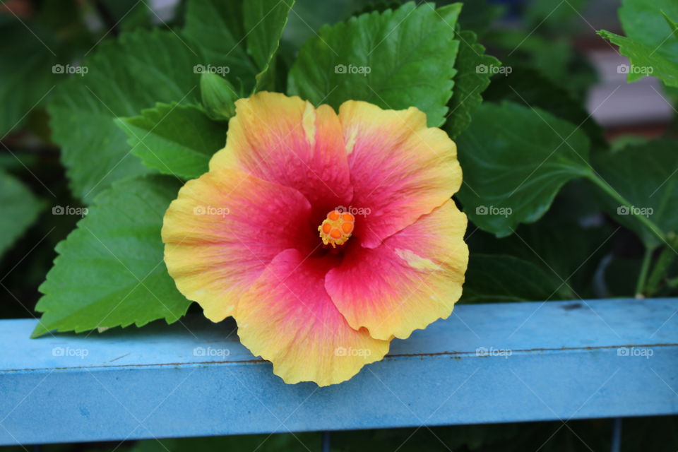 Yellow and red Hibiscus flower at Pattaya Thailand 
