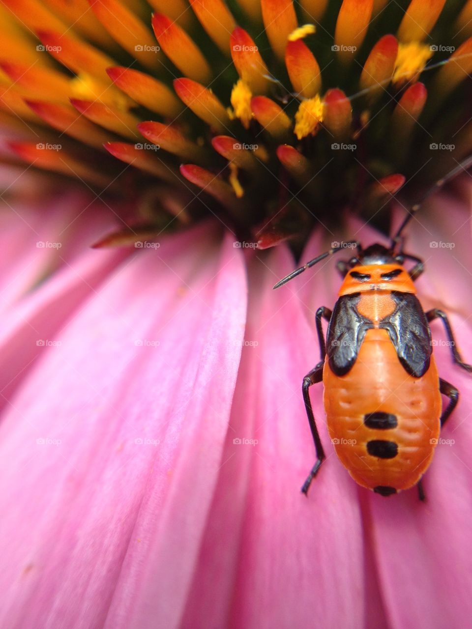 Macro of orange and black beetle on a pink coneflower.