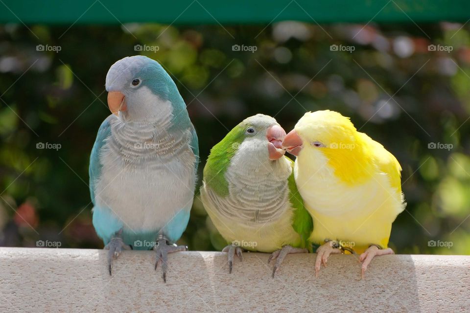 lovely birds