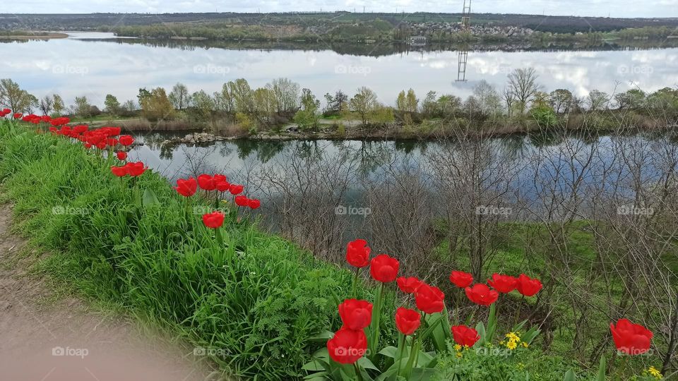 Spring landscape with wild red tulips and river