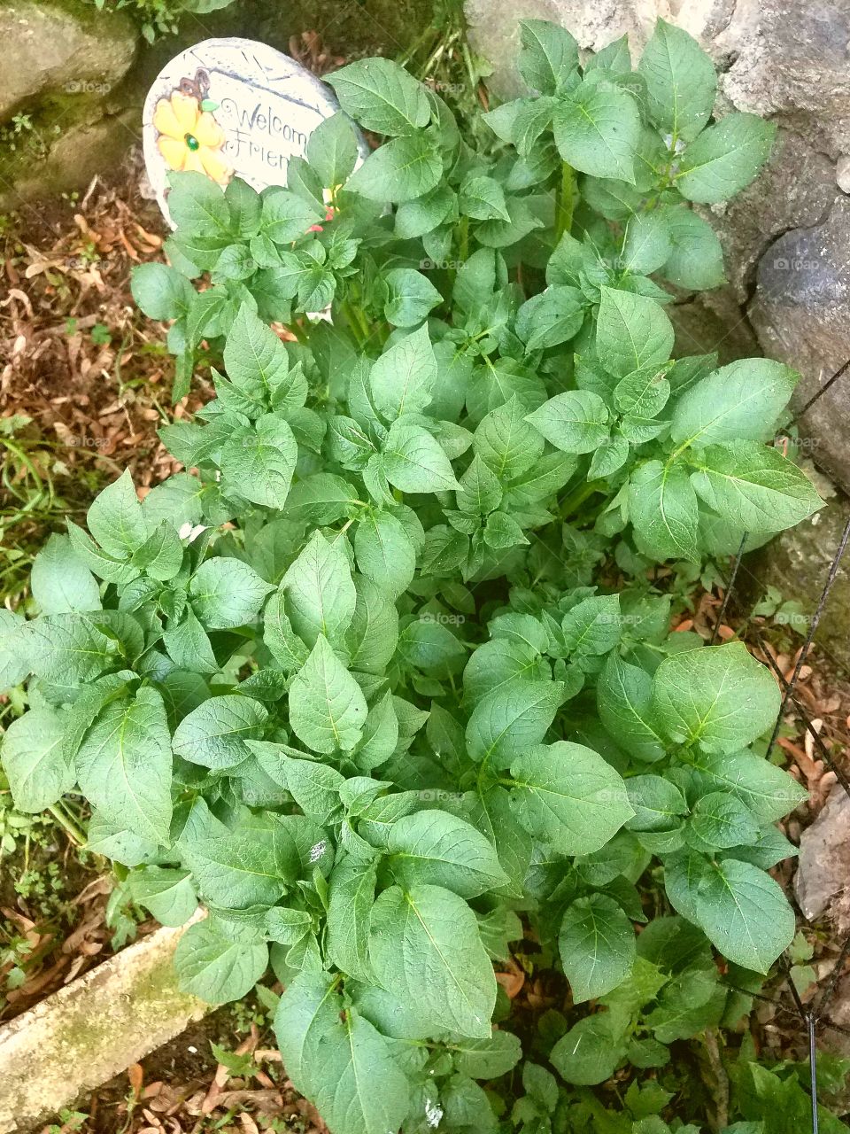 potatoes in my garden this year..