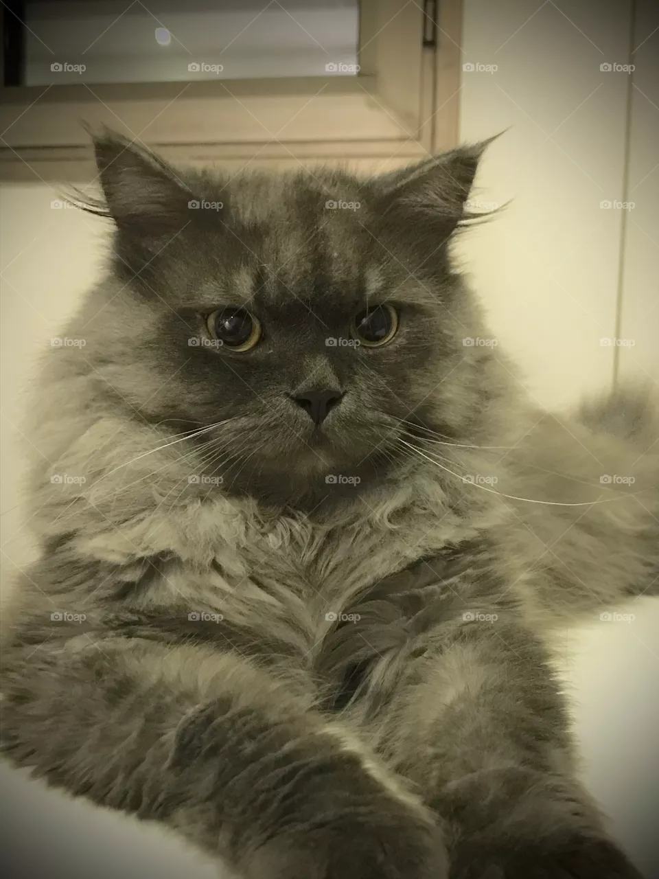 Silver cat