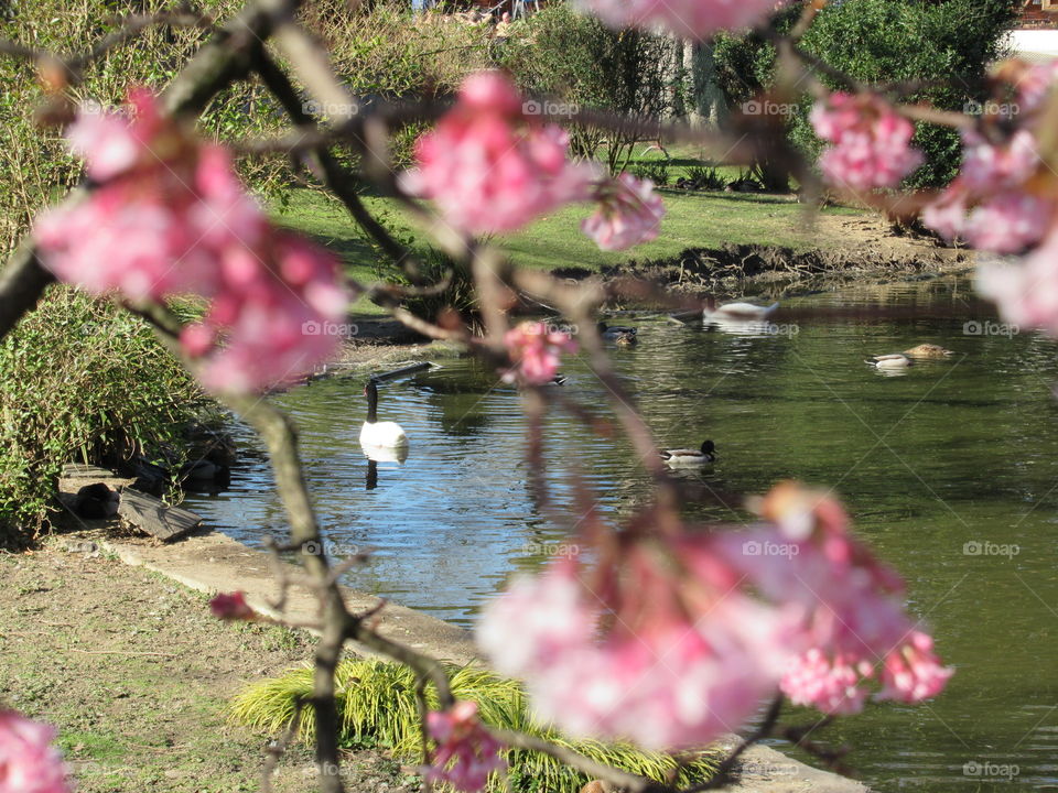 A lovely spring day. Blossom tree blooming and duck pond in the background
