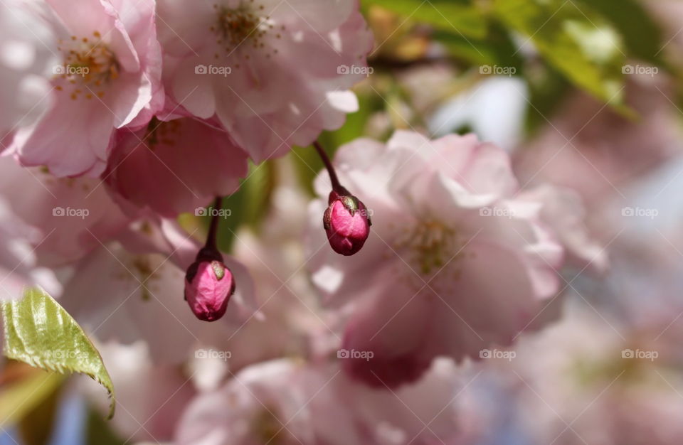 Cherry blossom bud