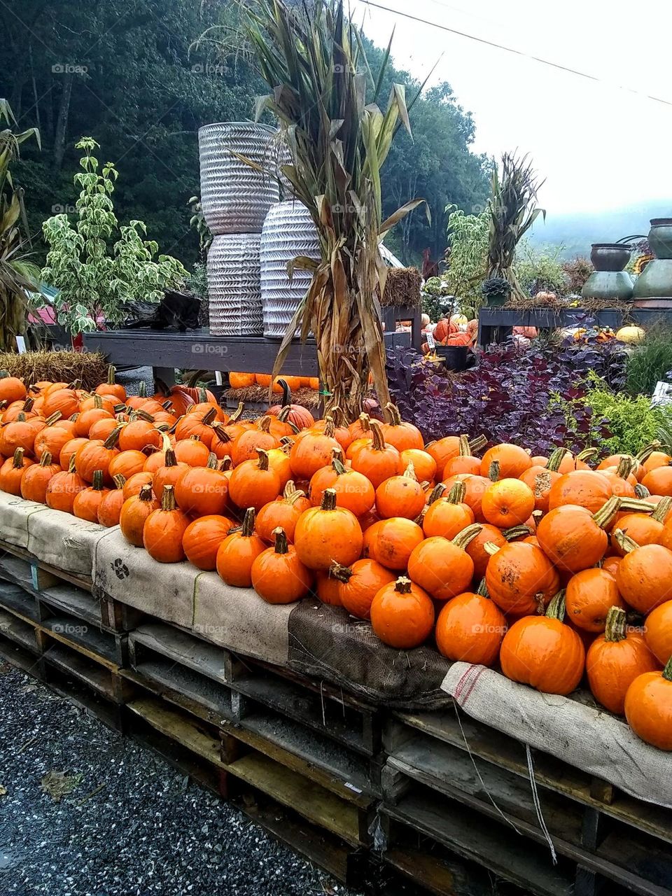 Pumpkins and autumn