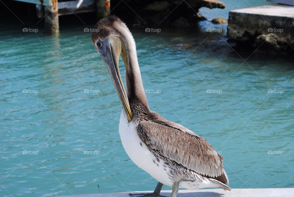 ocean animal bird florida by brooke3793