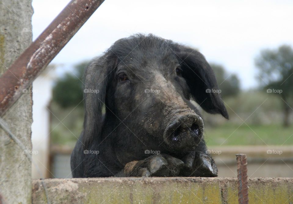 Un curioso cerdo negro asomándose desde una pared rural.