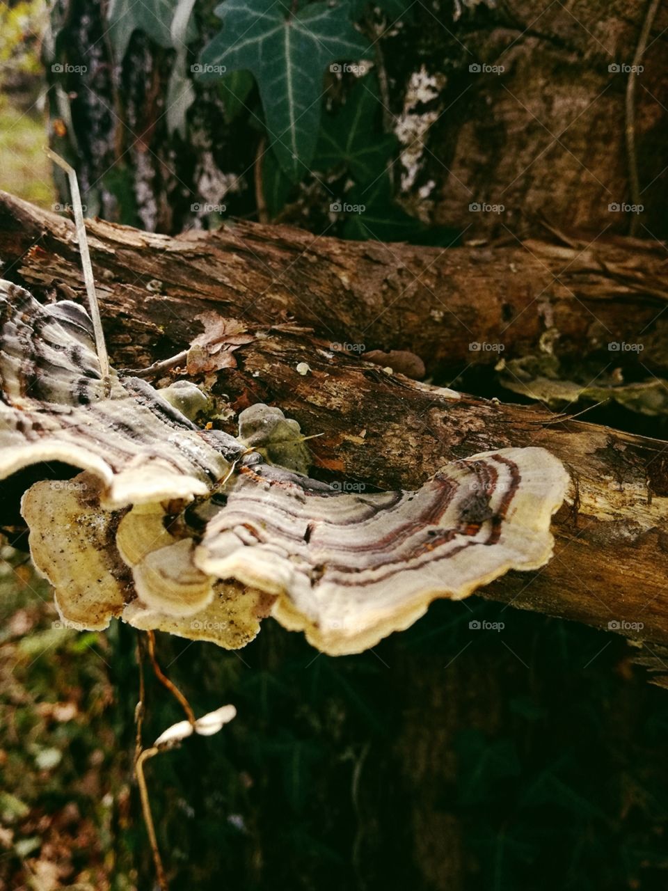 Tree, Wood, Nature, Fungus, Mushroom