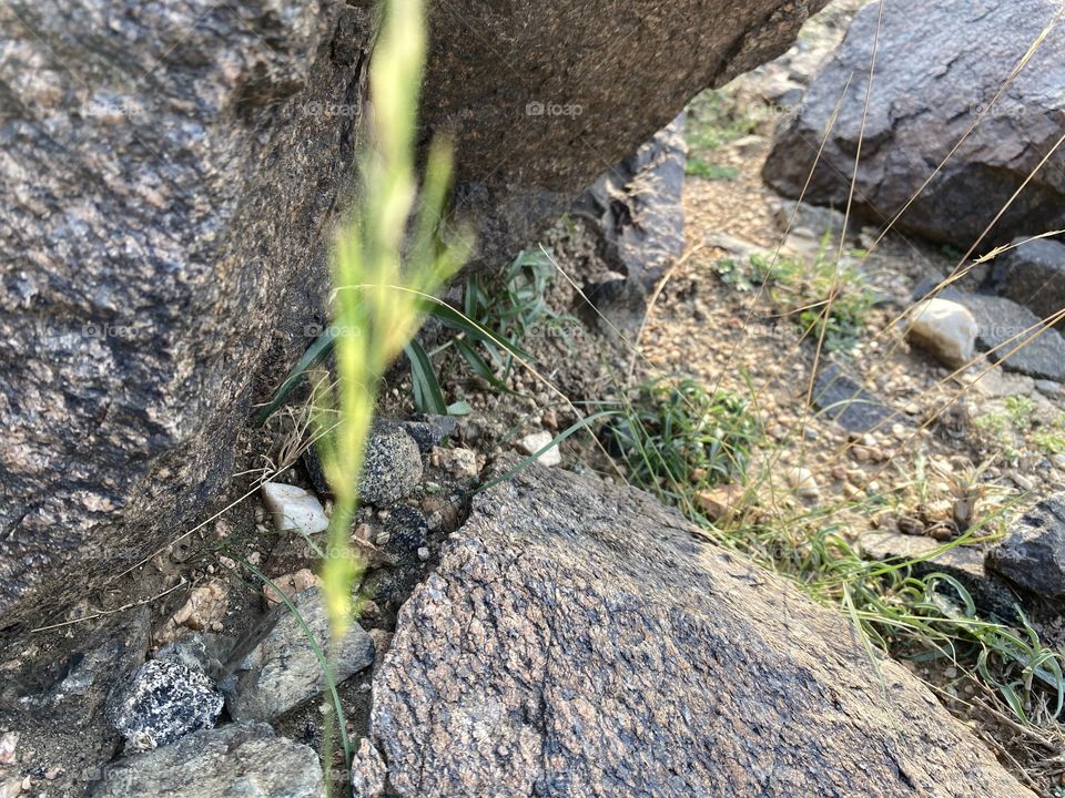 in the beloved land of taif 