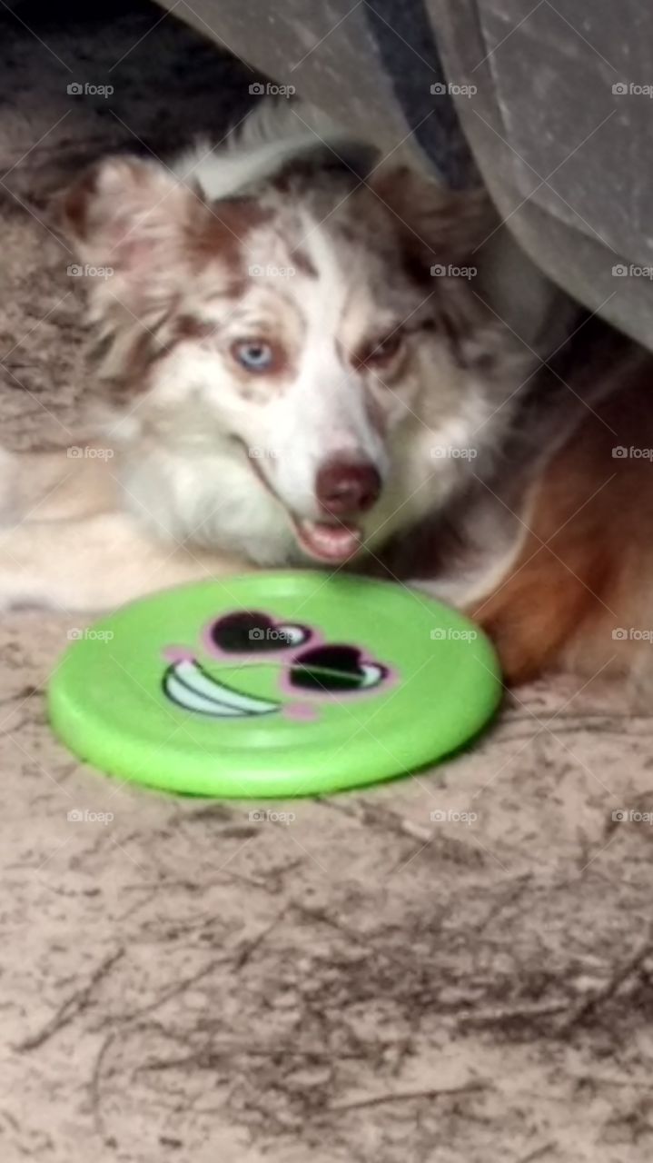 green color story dog and her frisbee