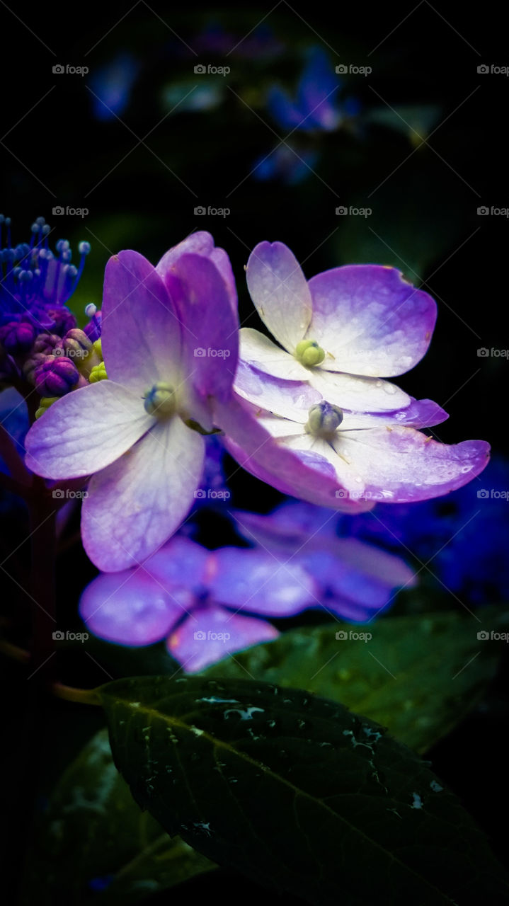 purple flowers. flower bush in bloom