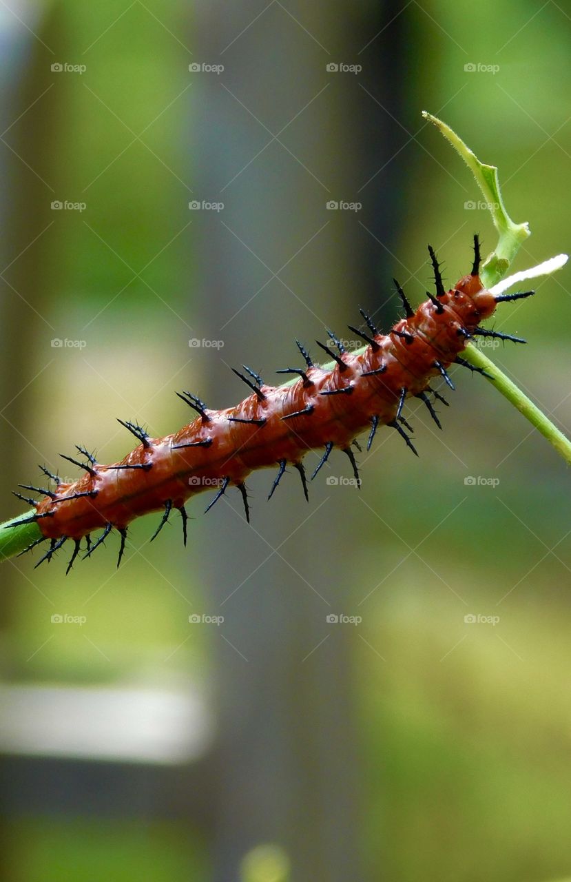 World in macro -  A spiny Caterpillar of the gulf fritillary butterfly (Agraulis vanillae) chopping on a plant 