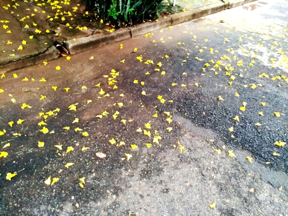 Flores no chão em Janeiro