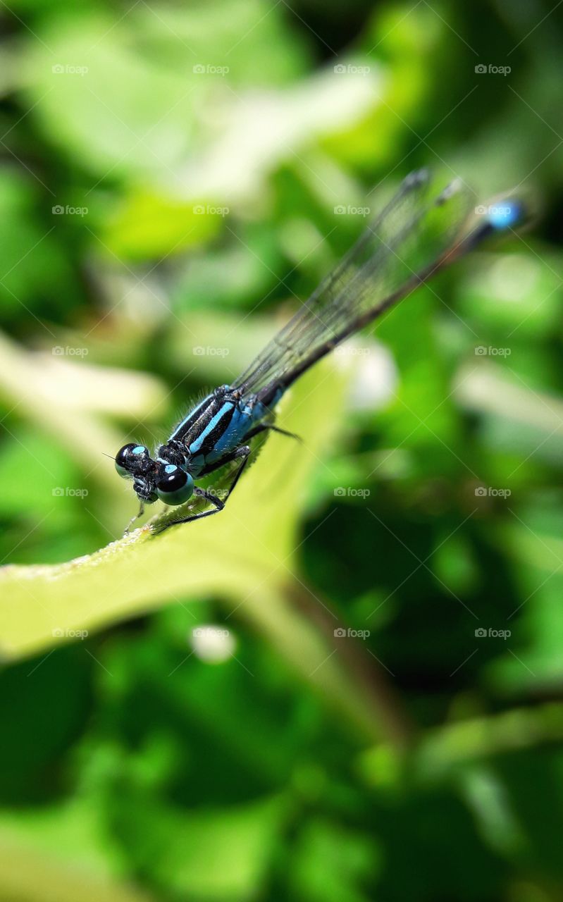 Blue dragonfly