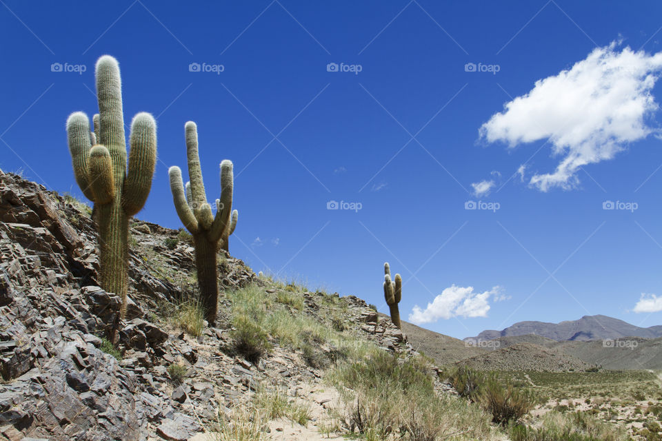 Cactus in Atacama Desert.